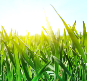 Green grass and blue sky with sun