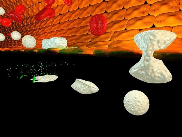 800px-Immune_Response1