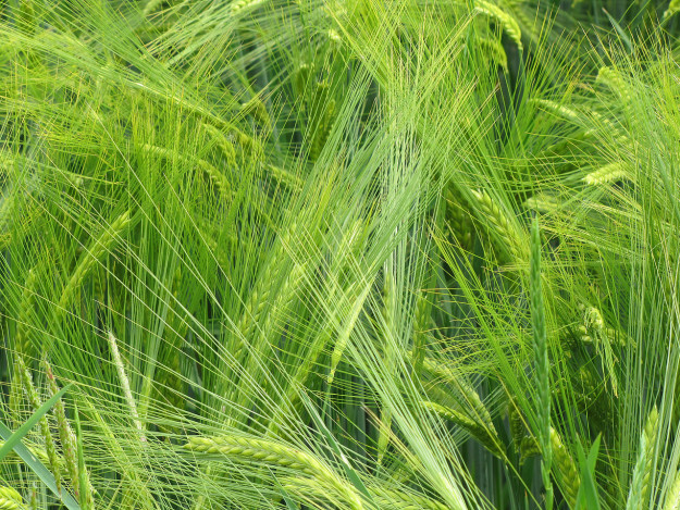 1280px-Gerstenfeld-juni-2010-006