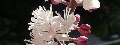 400px-Black_cohosh_2