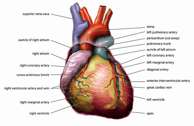 800px-Anatomy_Heart_English_Tiesworks