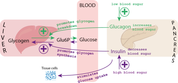 800px-Blood_glucose_control