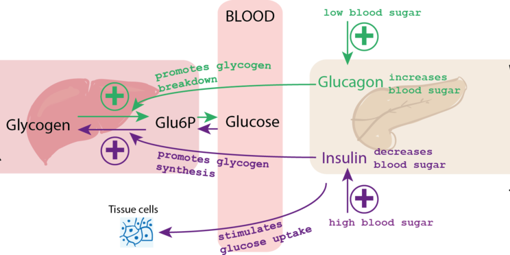 Chromium, Blood Sugar, and Weight Control - Shaklee Health Resource