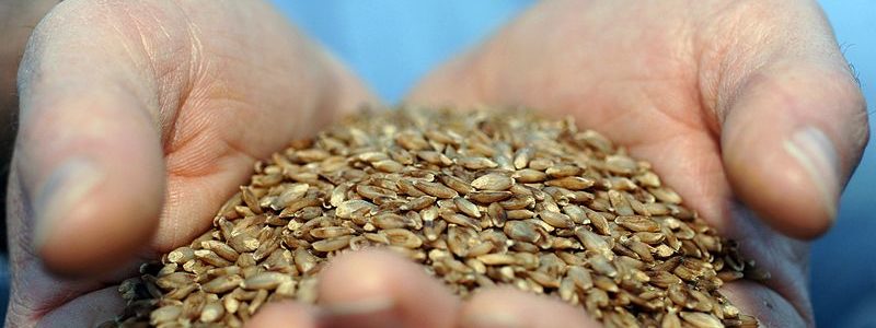 800px-CSIRO_ScienceImage_10909_BARLEYmax_grain