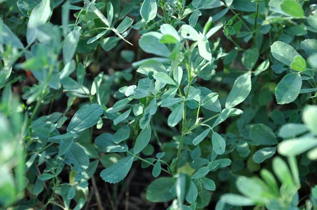 800px-Medicago_sativa_Alfalfa_ლურჯი_იონჯა