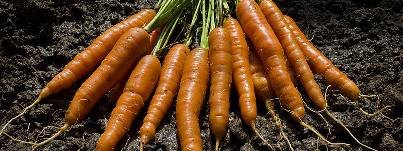 800px-The_garden_delivers_carrots