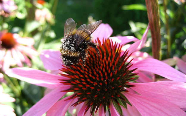 800px-Zigouillonbourdon