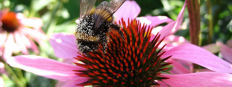 800px-Zigouillonbourdon