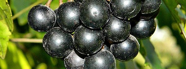 Muscadine Grape