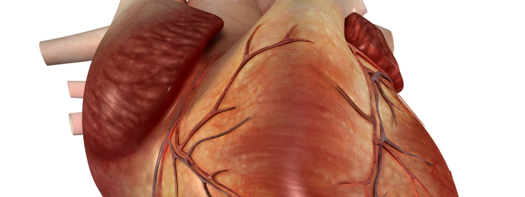 Omega3 Fish Oil, HDL Cholesterol, and Triglyceride Levels Shaklee