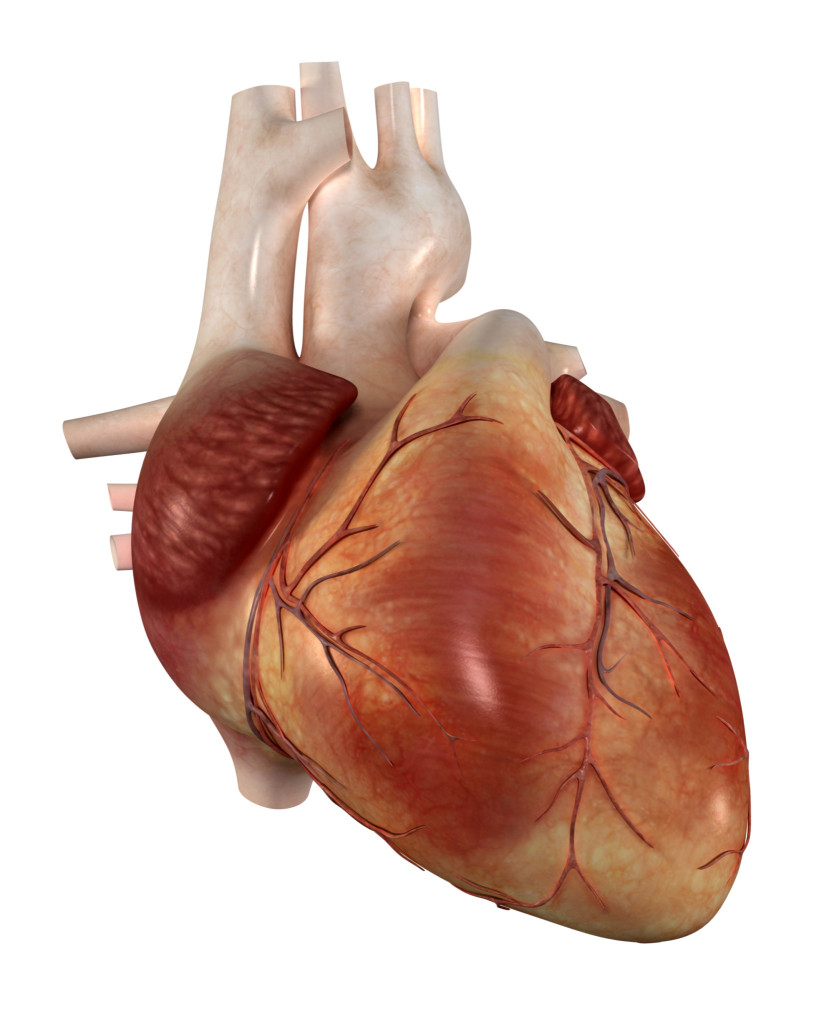 Omega-3 Fish Oil, HDL Cholesterol, and Triglyceride Levels ...