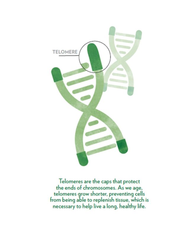 telomere pic
